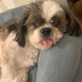 Foto de perro perdido en Aurec Sur Loire