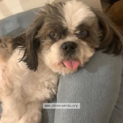 Foto de perro perdido en Aurec Sur Loire