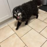 Foto de perro encontrado en Cocumont