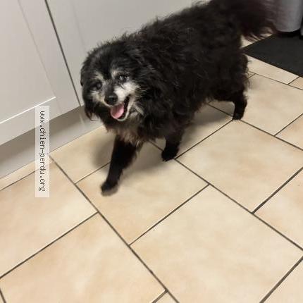 Foto de perro encontrado en Cocumont