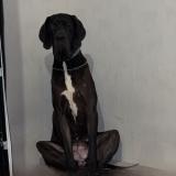 Foto de un perro reunido en Noyal Chatillon Sur Seiche