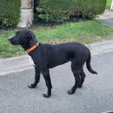 Foto de perro encontrado en Hagnicourt