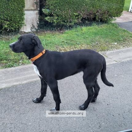 Foto de perro encontrado en Hagnicourt