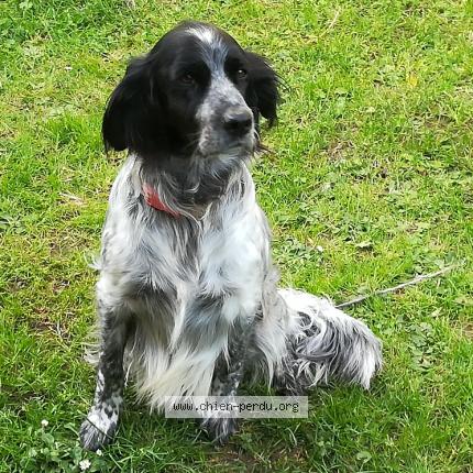 Foto de perro perdido en Bignay