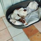 Foto de perro encontrado en Salles Sur Mer