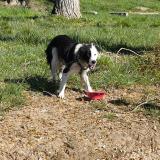 Foto de perro encontrado en Lisle Sur Tarn