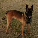 Foto de perro perdido en Pommeret