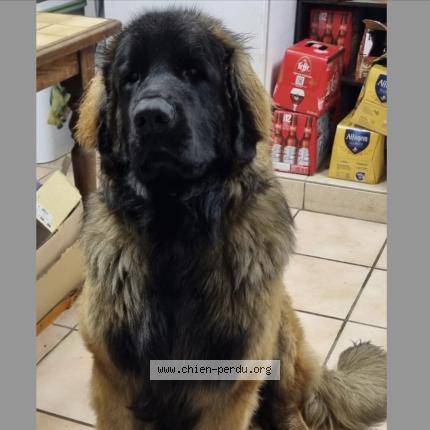 Foto de perro perdido en Gouts