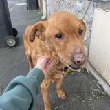 Foto de perro encontrado en Lens