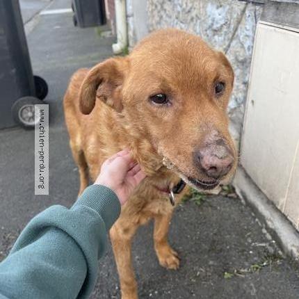 Foto de perro encontrado en Lens