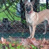 Foto de perro perdido en Le Mans