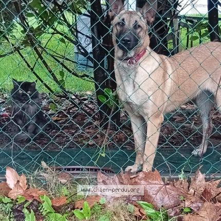 Foto de perro perdido en Le Mans