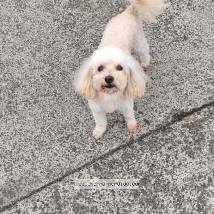 Foto 1/1 peluchin Perro perdido en Temuco