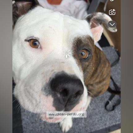 Foto de perro perdido en Combs La Ville