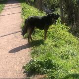 Foto de perro encontrado en Saint Pierre Les Elbeuf