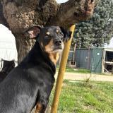 Foto de perro perdido en Courthezon