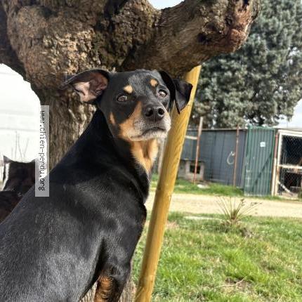Foto de perro perdido en Courthezon