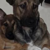 Foto de perro perdido en Agen