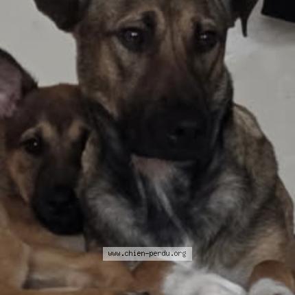 Foto de perro perdido en Agen