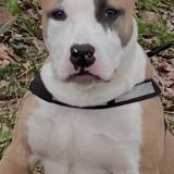 Foto de perro perdido en Saint Paul D Espis