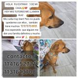 Foto de perro encontrado en Versalles