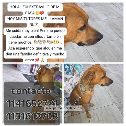 Foto 1/1 Perro encontrado Encontrado en Versalles