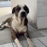 Foto de perro encontrado en Lima