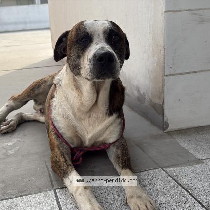 Foto 1/1 Perro encontrado Encontrado en Lima