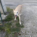 Foto de perro encontrado en Artas