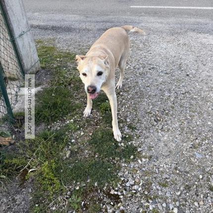 Foto de perro encontrado en Artas