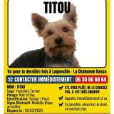 Foto de perro perdido en Laqueuille