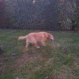 Foto de perro encontrado en Montauban