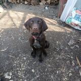 Foto de perro perdido en Soulangis