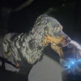 Foto de perro encontrado en Villedieu La Blouere