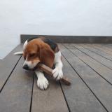 Foto de perro perdido en Fontpedrouse