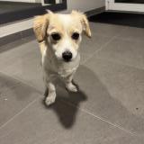 Foto de perro encontrado en Cenon