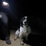 Foto de perro encontrado en Bonneuil En Valois