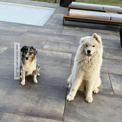 Foto de perro perdido en Les Essards Taignevaux