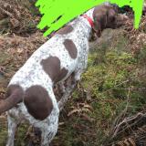 Foto de perro perdido en Moissac