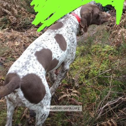 Foto de perro perdido en Moissac