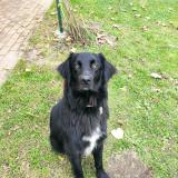 Foto de perro perdido en La Meaugon