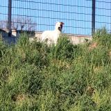 Foto de perro encontrado en Lormont