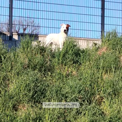 Foto de perro encontrado en Lormont