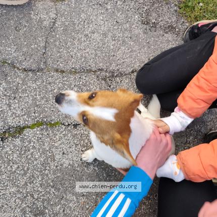 Foto de perro encontrado en La Calmette