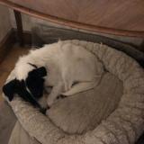 Foto de un perro reunido en Villiers Sous Mortagne