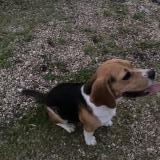 Foto de perro encontrado en La Bohalle