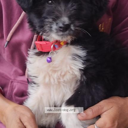 Foto 1/1 Simba Chien perdido en Kalimpong