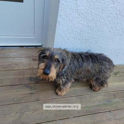 Foto de perro encontrado en Cadaujac
