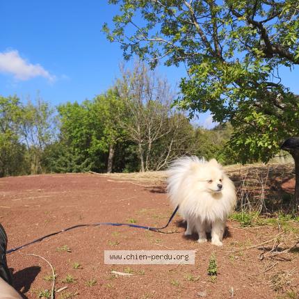 Foto de perro perdido en Liausson
