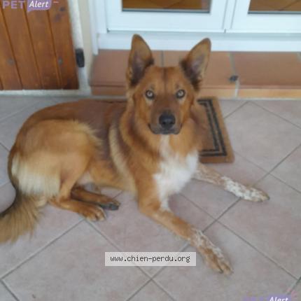 Foto 1/1 Ans Perro perdido en Sigalens